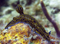   SEA SLUG GASTROPODTWO INCHES LONG SLUG/  